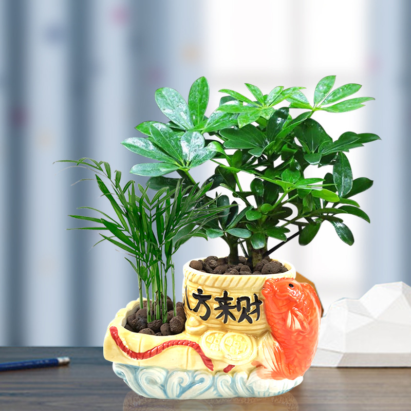 鸭脚木八方来财吸甲醛四季长青风水植物办公室内客厅桌面绿植盆栽|ms