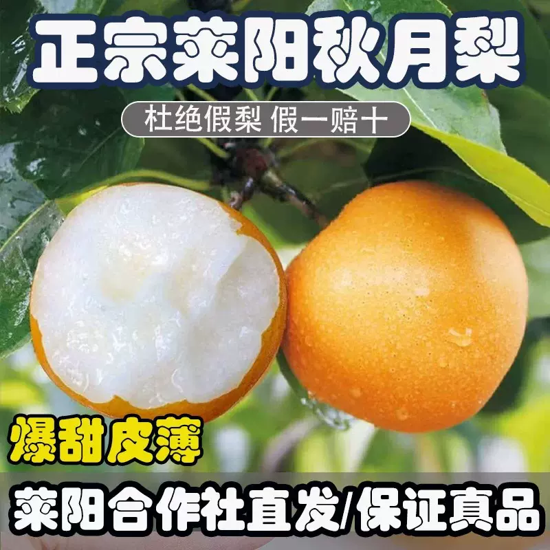 秋月梨斤新鲜水果冰糖蜜梨包山东莱西特产自家农场自产自销