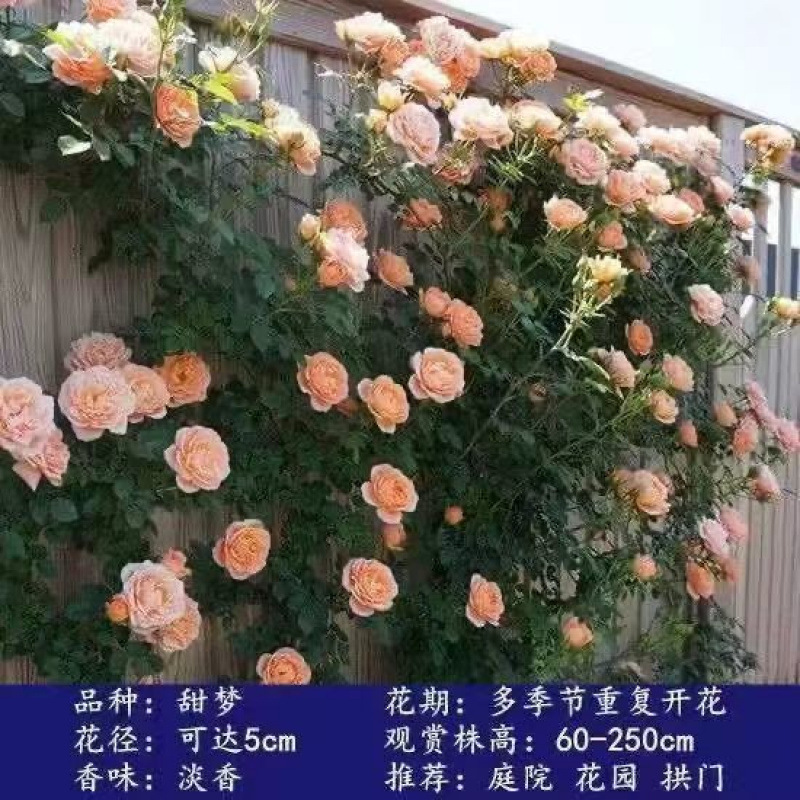 Flores de gran pila de rosas de rosa de temporada vieja, plantas de patio fragrantes, flores de balcón, flores de flores de rosa de rosa en todas las estaciones image 29