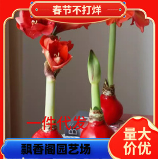 Wax-Sealed Amaryllis Red Wax Ball Gift Box Card Packed with New Year's Destined Red Double-Petaled Bulbs, Full of Good Luck in the New Year, Decorative Flowers