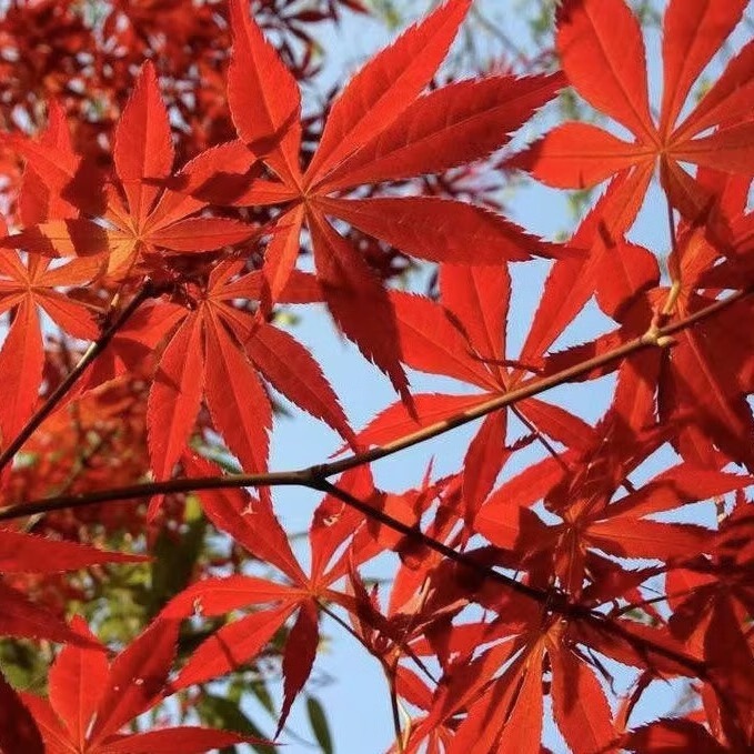 批发槭树科鸡爪槭种子糖槭复叶槭种子青榨槭糖枫树血皮槭茶条槭种