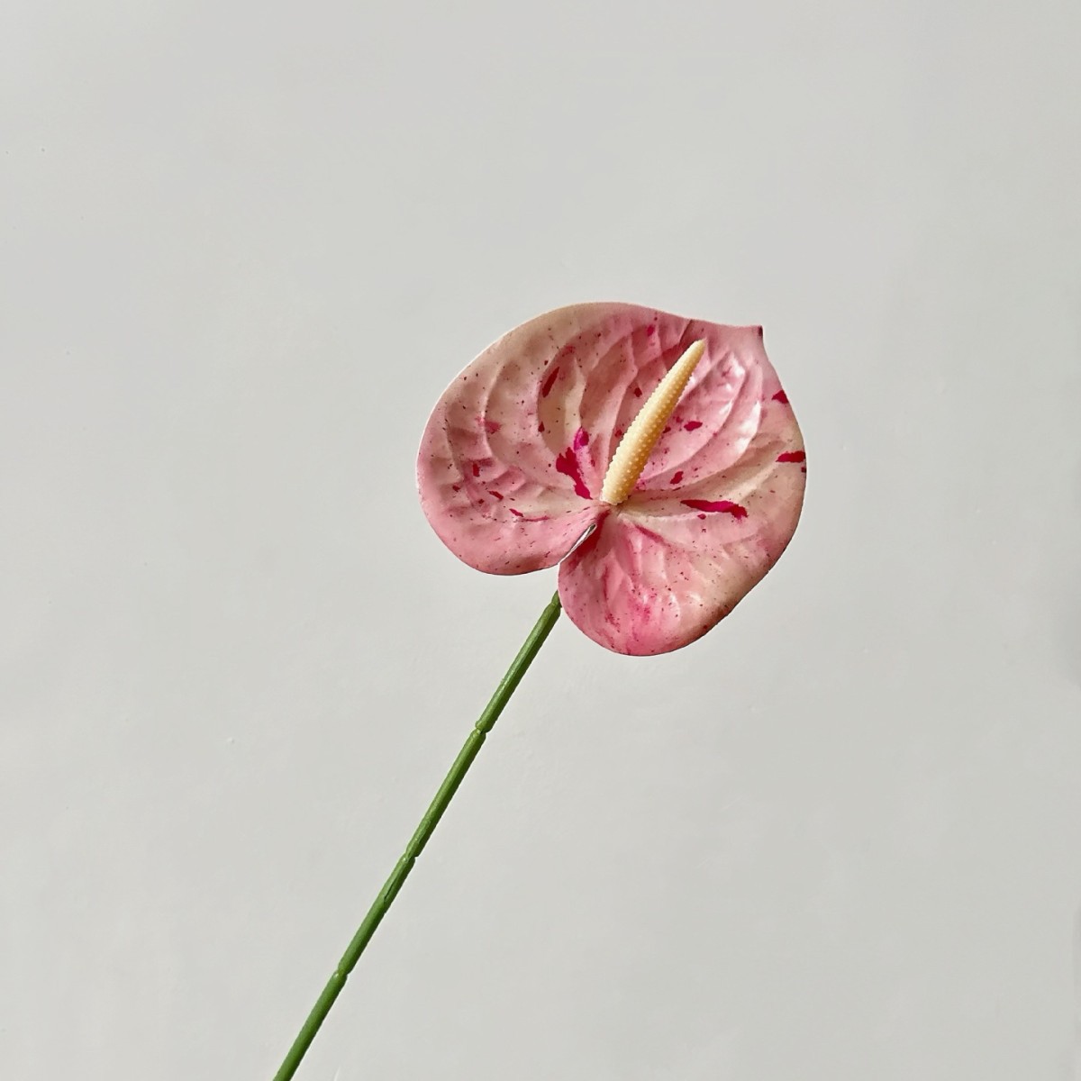 polvo manchado