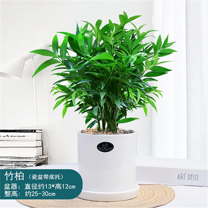 엄선된 대형 모기퇴치대나무 10그루(직선 세라믹 세면대) + 영양액