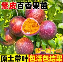 紫皮百香果嫁接树苗好南方北方种植盆栽地栽养易活黄金百香果树苗