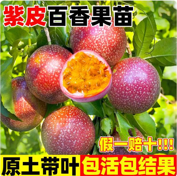 Purple-Skinned Passion Fruit Grafted Saplings Are Easy to Grow in Pots and on the Ground in the South and North, and Are Easy to Grow. Golden Passion Fruit Saplings