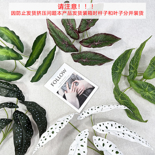 ��Ʒ����Gֲ 5�溣���~ֲ����� DIY��ˇ�OӋ�Ҿ��b���G�~