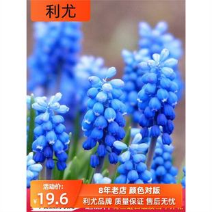 10 Imported Grape Hyacinth Seed Bulbs Soil Culture Hydroponic Potted Plants All Year Round Balcony Flower Lily Seeds Perennial
