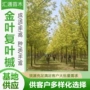 公园校园庭院别墅复叶槭