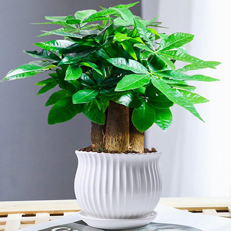 Fortune Tree Small Potted Plant, Green Plant for Office, Green Radish, Asparagus Fern, Hydroponic Tree for Cultivation