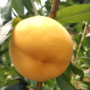 �������l�����S���� �S���������Ҙ��� �S�Ҙ��� �Ի��ڷۘ���