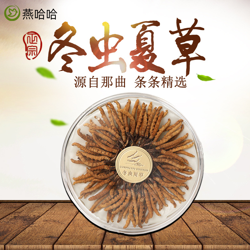 西藏虫夏精选那曲野生冬虫夏草批发新鲜头期青海玉树非养殖