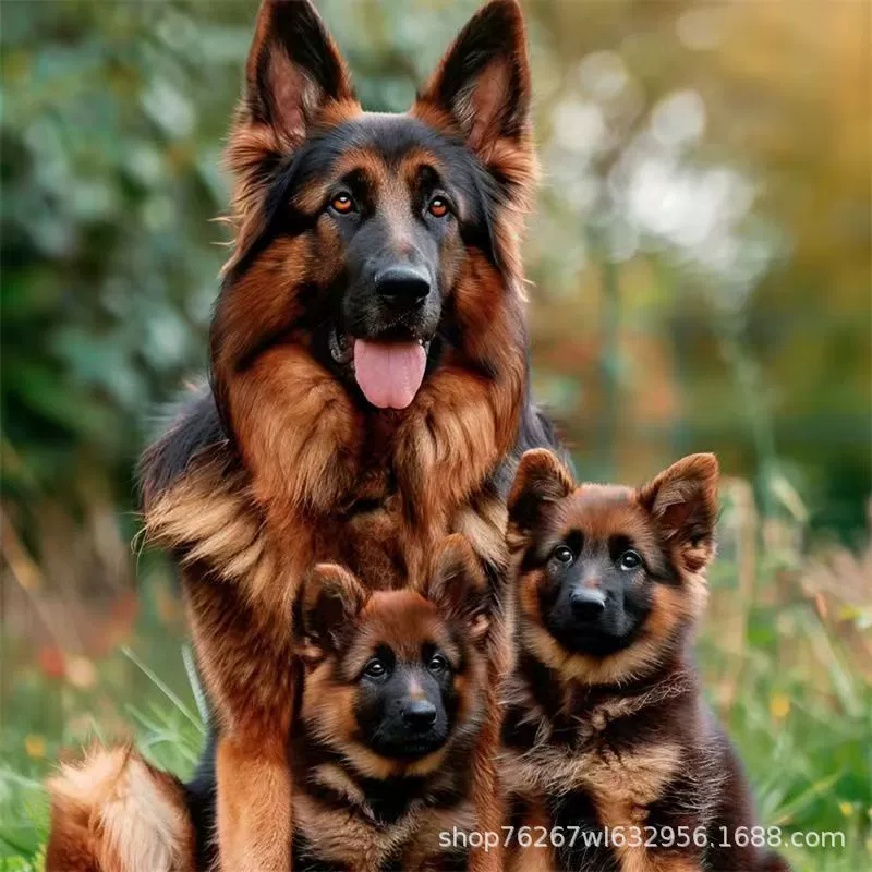 Щенок немецкой овчарки, живая собака, чистокровная немецкая чёрная овчарка, крупная волчья собака, немецкая овчарка, сторожевая собака.