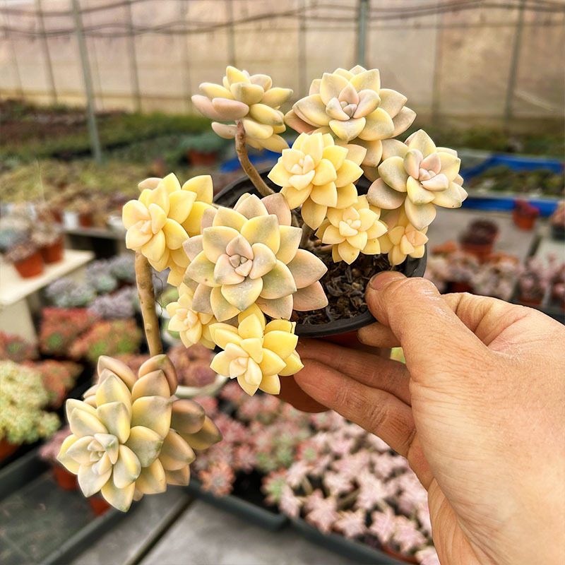 메이싱진, 전체 파일 10cm+