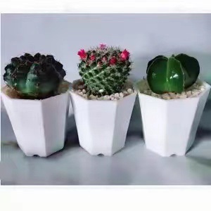Plantas suculentas cactus plantas en maceta cactus de oficina planta en maceta cactus plantas en maceta flores en maceta