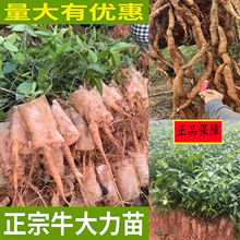 Ʒ�|���ϸ���ţ��������С�~���ڸ߮a�Nֲţ�Ŵ����Y������ș���l