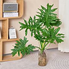 龙鳞春羽水培植物盆栽蔓绿绒室内龟背竹春雨绿植常青好养桌面植物