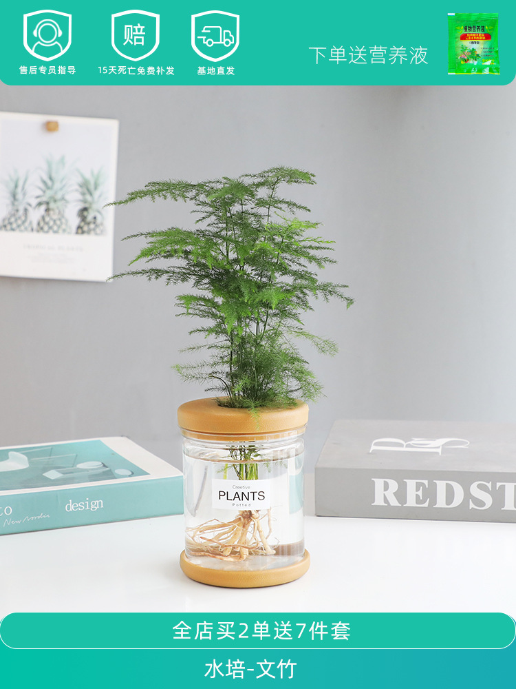 수경재배【아스파라거스 아스파라거스】