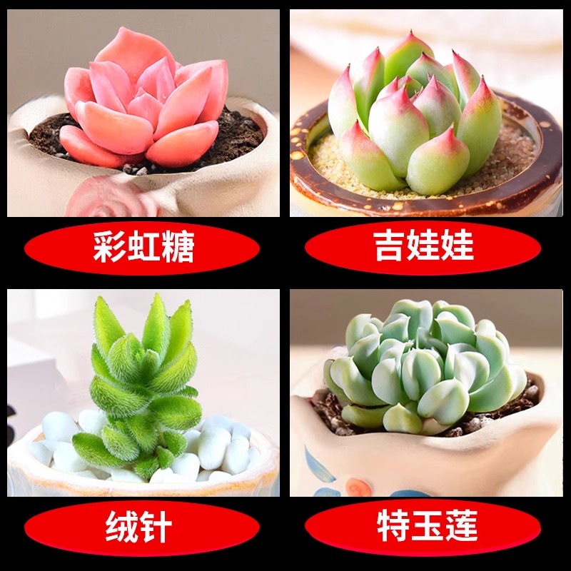 레인보우 캔디 + 치와와 + 벨벳 바늘 + 테율리안