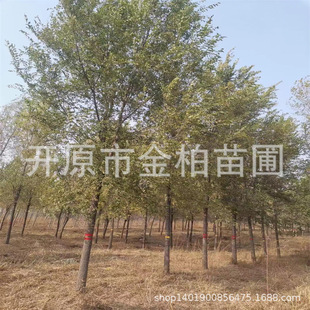 �����܌����l �|���ͺ����ܹ��̘��� ���ּ޽Ӱ���С��