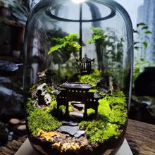 生命之树懒人养鱼苔藓微景观办公室盆栽宿舍植物桌面生态瓶真