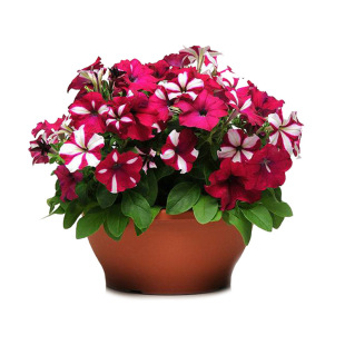 �M�ڰ���ţ���N���̨������ţ���N���ļ����N���׻����Ի���ͥԺ