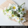 The sun chrysanthemum flower white