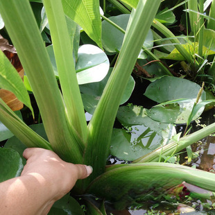 ���l�W�~��ȹ� ������ ��β�� ���� ��������ֲ�� ���ͦˮֲ��