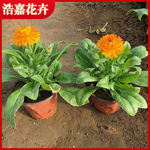 金盏菊鲜花盆栽  冬季应季花观赏植物时令草花公园庭院绿化金盏菊