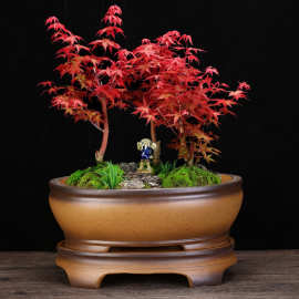 柴烧宜兴紫砂花盆椭圆形客厅桌面盆景盆带底座多肉松柏竹子盆批发