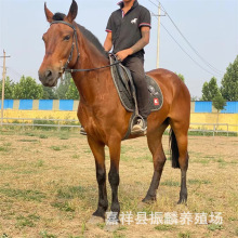 ���w�T���R�r����R�x�ɹ��R��c�R �����T���R �������U���R