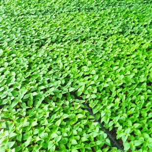 A Bunch of Red Seedlings, Flower Park Courtyard, May Day Park Rental, Community Flowers, a Bunch of Red Seedlings, Seasonal Grass Flowers