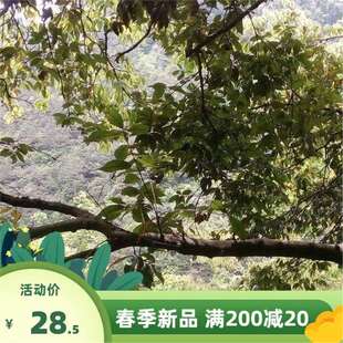 新采青冈栎种子 青冈树种子 紫心木种子 气象树种子 槲栎种子-阿里巴巴