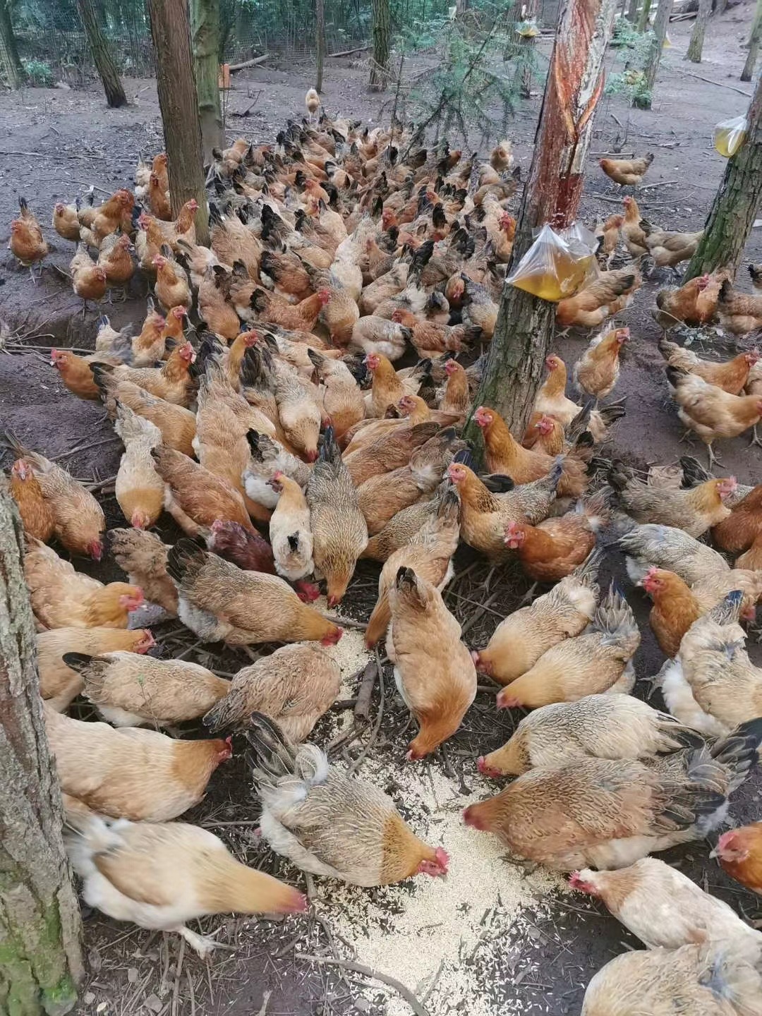 微信图片_20200706161201