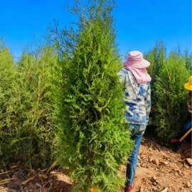 松柏树苗带土柏树侧柏荒山造林绿化工程 西安苗圃批发侧柏树