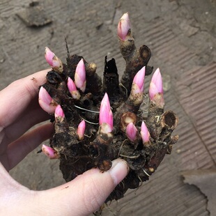 Authentic Peony Flower Seedlings, Double-Petaled Large-Flowered Peonies, Internet Celebrity Ornamental Peony Base, Now Dug and Found Heze Peonies