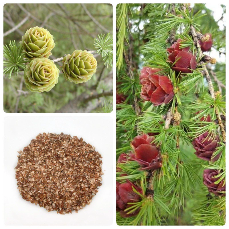 Новые высококачественные семена лиственницы лесных видов, семена зеленых деревьев длиной четыре сезона, семена японской лиственницы желтых видов сосны