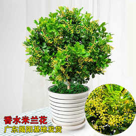 米兰花苗庭院驱蚊虫植物绿植花卉浓香花好养花卉香水米兰多季花卉