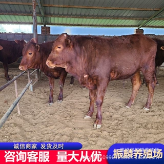 鲁西大小黄牛养殖场西门塔尔牛犊=利木赞牛育肥