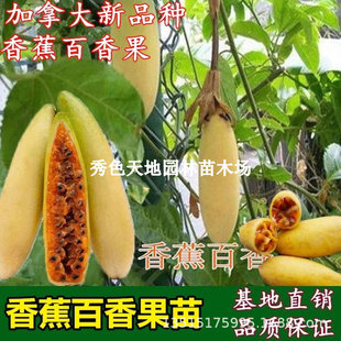 ��Ʒ�N�㽶������� ���ô������۰�������� �S���������ٹ���