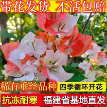 三角梅盆栽带花发货四季开花绿植好养室外绿樱红樱重瓣花卉除甲醛