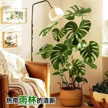 龟背竹老桩客厅中大型盆栽开背大叶北欧家装落地绿植好养高级耐阴