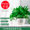 Green Potted Planting Room New House Houses absorb formaldehyde purifying air hydraulic green plant flowers, long vine green dill