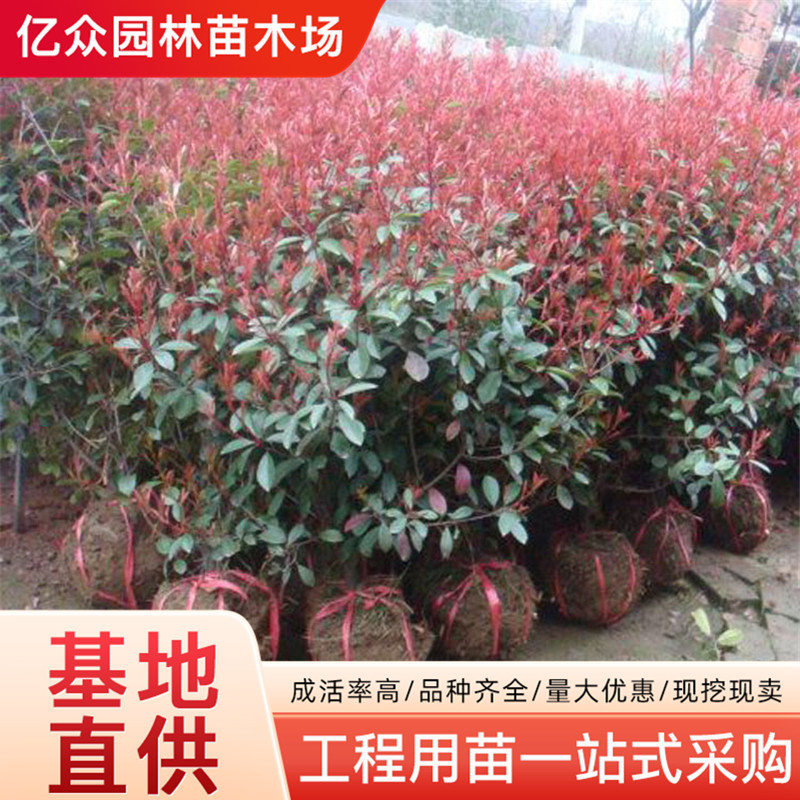红叶石楠球高杆石楠苗庭院园林绿化苗工程室外常青植物丛生红火焰