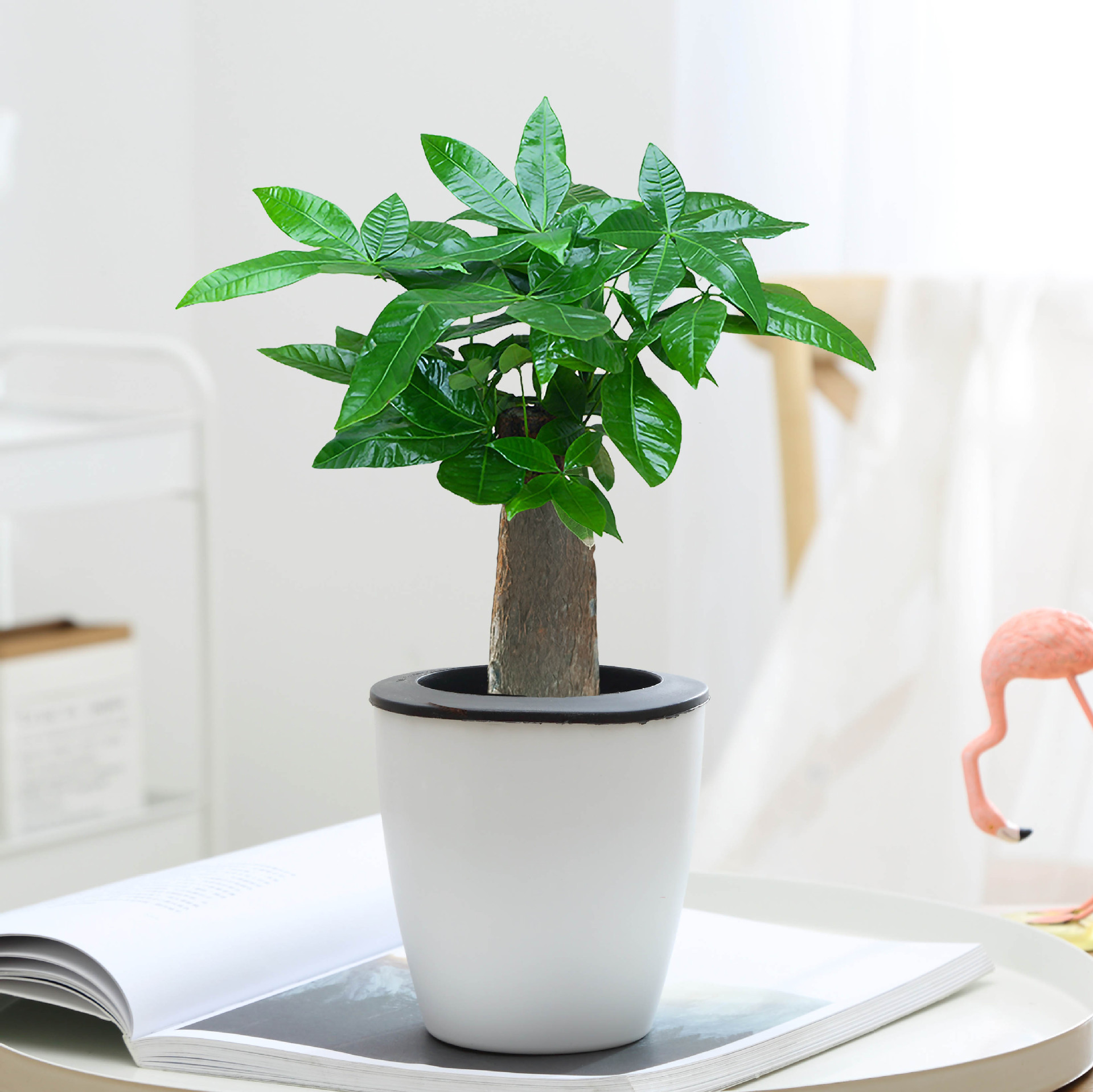 árboles ricos pequeñas plantas de maceta flores verdes plantas de oficina absorción de formaldehído árboles hidropónicos de bambú de lapis verde buena alimentación maceta