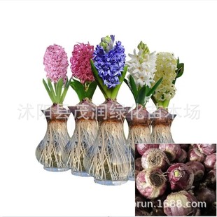 Hyacinth Hydroponic Seed Bulb Set Indoor Flowering Plant Soil Culture Potted Flower Seed Bulb All Year Round Water Culture Plant