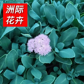 八宝景天批发 四季开花庭院绿化耐寒宿根草花 小区工程八宝景天