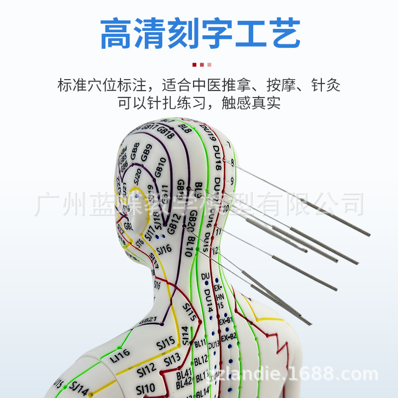 �羳�� Ӣ�Ĵ��� 52CM���Ѩλ����ģ��ͼ������������ϰȫ������