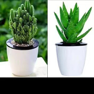 Plantas suculentas cactus plantas en maceta cactus de oficina planta en maceta cactus plantas en maceta flores en maceta