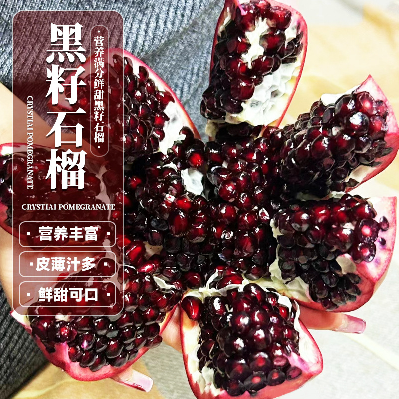 [정품] 검은씨 석류 1개 1m~1.2m 높이 (생존하지 않으면 보상해드립니다)