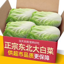 山东潍坊大白菜新鲜10斤包邮鲜嫩蔬菜农家自种黄心包心菜整颗白菜